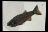 Uncommon Fish Fossil (Mioplosus) - Wyoming #158585-1